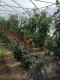 Tomates mixtes - image 2