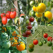 Plants bio