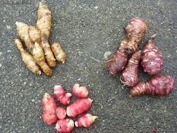 Tubercules bio à (re)découvrir