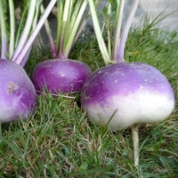 Blanc globe à collet violet