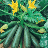 Courgette verte petit calibre