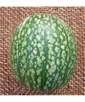 courge siam