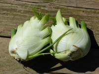 Fenouil 1 kg, vitamines c, octeville