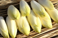 Endives