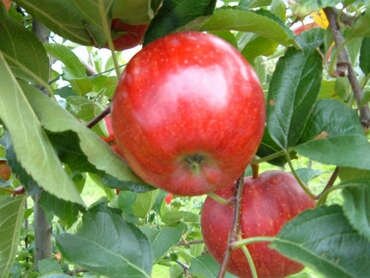 Pomme gala