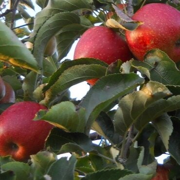 Pomme jonagored