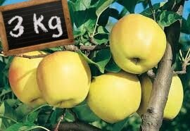 Pomme / golden