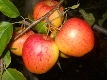 Pomme pinova