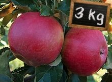 Pomme / idared