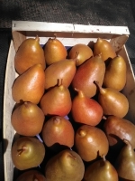 .poires eliot bio caissette