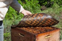 Teinture mère de propolis