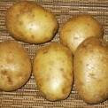 Pommes de terre nouvelles blanche