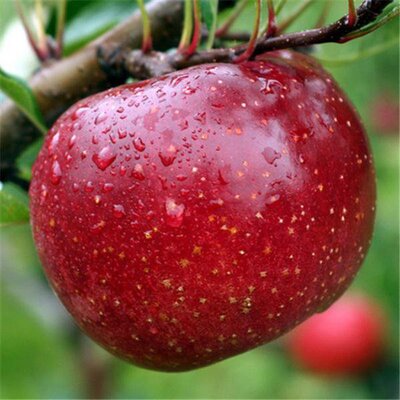Pomme melrose, spécial cuisson, caisse 14kg