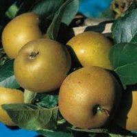 Reinette grise du canada, jumièges 