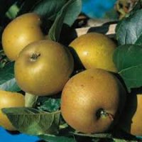 Reinette grise du canada, jumièges 