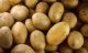 Pommes de terre Mélody x 3 kg - image 2