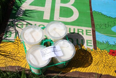 * 4 x yaourts fermiers bio a la peche et au lait entier