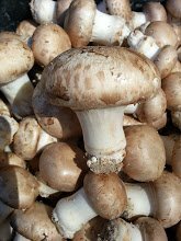 Champignon de paris, 500 gr