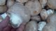 Champignon de paris, 500 gr - image 2