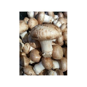 Liste Des Produits Pour Consommer Local Autour De Vernon 27200 Champignons Locavor Fr