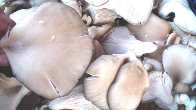 Pleurote 200 gr