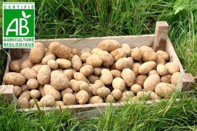 * 1 kg pommes de terre nouvelles