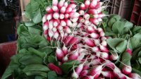 Radis rouges et blancs