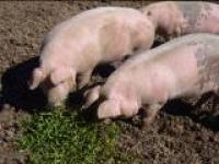 9.7kg : caissette porc