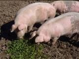 9.7kg : caissette porc