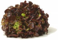 Feuille de chêne rouge , de Manéglise