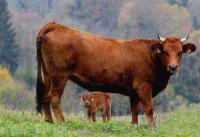 10kg : caissette veau limousin
