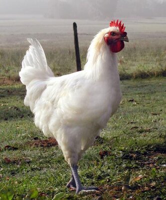 Poulet de bresse découpé 1.9kg