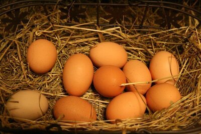 30 oeufs fermier calibre gros