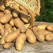 Belana pommes de terre très ferm