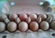 12 oeufs frais plein air - image 2