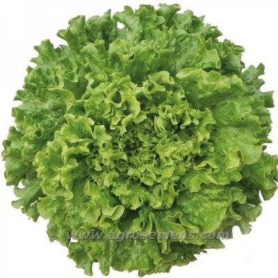 Salade