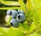 Sorbet myrtille 1 litre