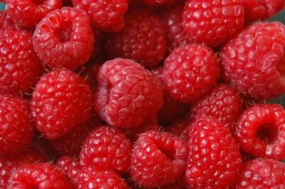 Sorbet framboise 1 litre