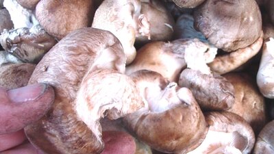 Shiitake ou pied de lentin, 1kg