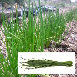 Botte de Ciboulette bio