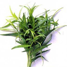 Estragon bio