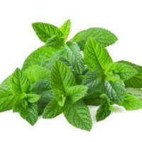 Menthe bio