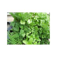 Lot de plantes aromatiques et condimentaires bio