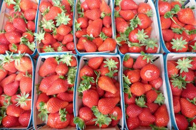 Fraise ' charlotte ou clery ou cyflorette ou dream'