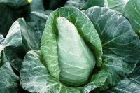 Chou pointu, octeville