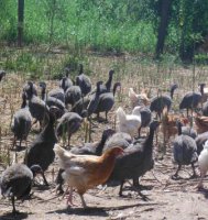 Pintade entière plein air 1.5kg