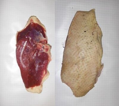 Filet de canard