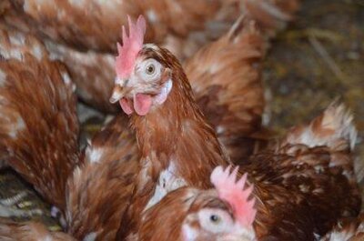 Poule au pot