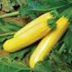 Courgettes jaunes - image 2