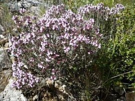 Thym bio
